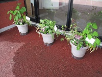 玄関脇　鉢植え②　IMG_9579.JPG
