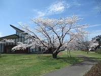 桜 全体 IMG_1723.JPG